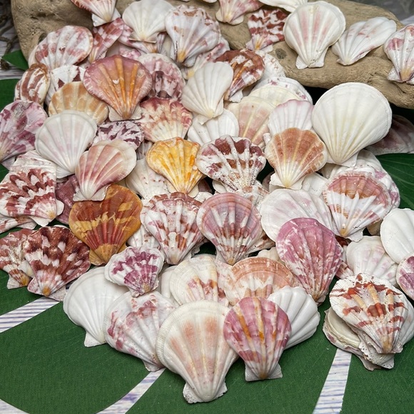 Gorgeous Folded Scallop Seashells Mixed Lot for Jewelry DIY or Nautical Decor - Picture 4 of 13